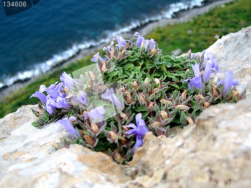 Image of flower in the tip of the cliff