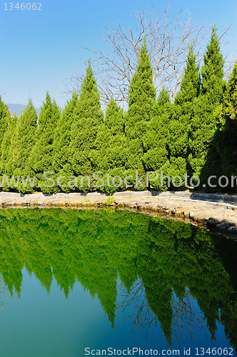 Image of Pine trees by the lake