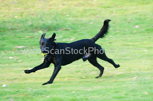 Image of Labrador dog running