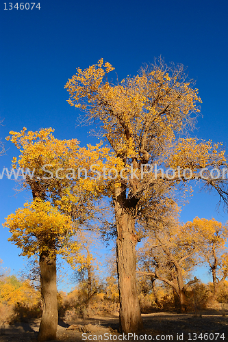 Image of Little yellow leaves tree