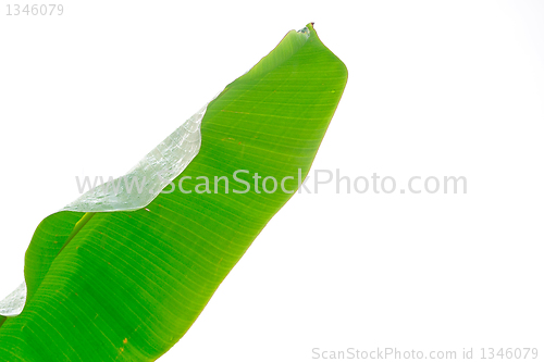 Image of Banana leaf on white background