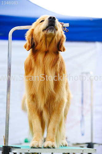 Image of Golden retriever dog