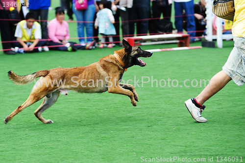 Image of Police dog chasing robber