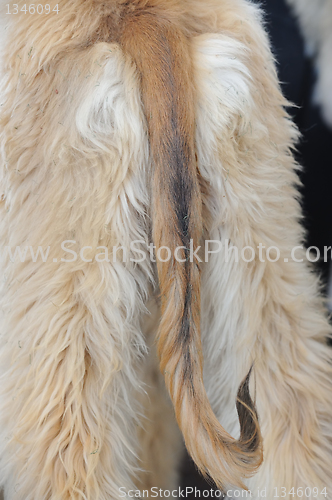 Image of Dog tail