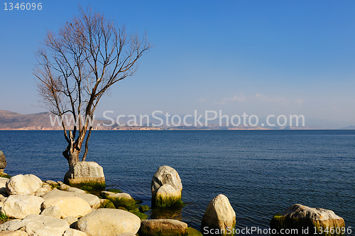 Image of Tree and stones by the lake