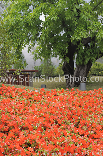 Image of Flowers in garden