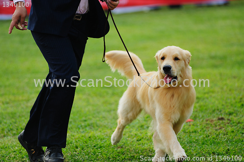 Image of Master playing with his dog