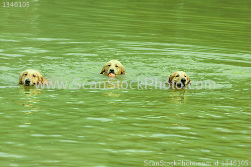 Image of Three dogs swimming