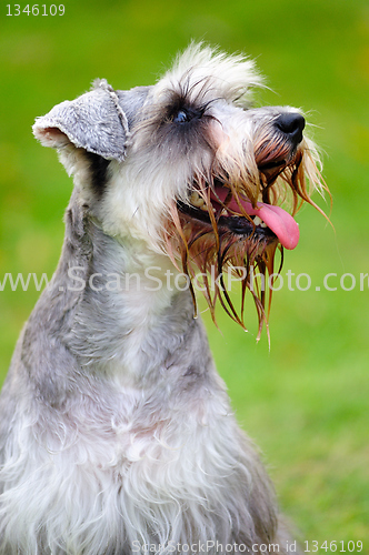 Image of Miniature schnauzer dog