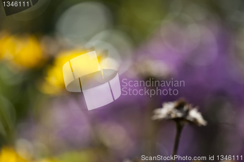 Image of natural bokeh background