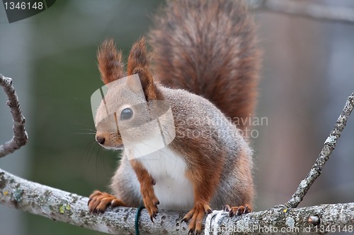 Image of Squirrel