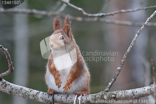 Image of red squirrel