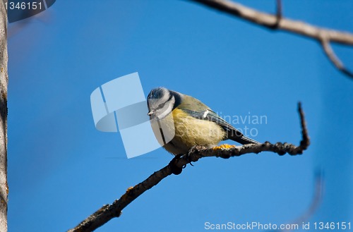 Image of Blue tit