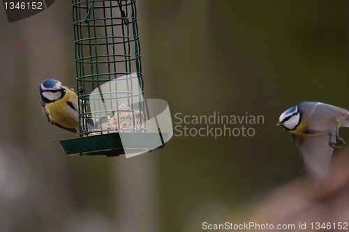 Image of Blue tits