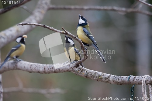 Image of Trio of great tits