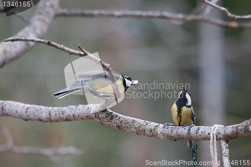 Image of Great tits