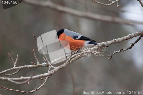 Image of Bullfinch