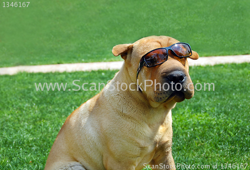 Image of Adorable Shar Pei in sunglasses
