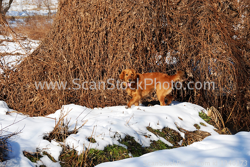 Image of Dog enjoying at snow