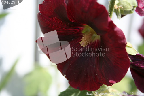 Image of Hollyhock