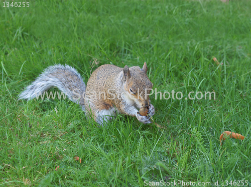 Image of Squirrel