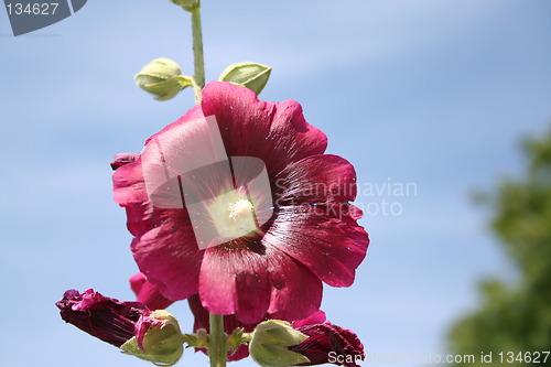 Image of Red hollyhocks