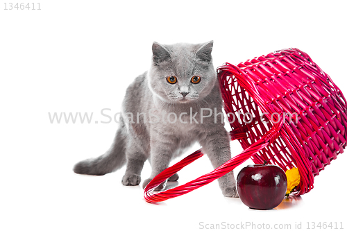 Image of British blue kitten with pink basket on isolated white