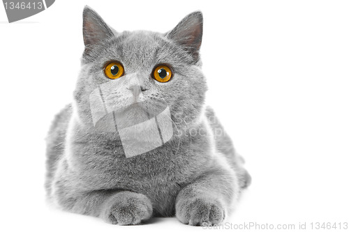 Image of British blue kitten on isolated white