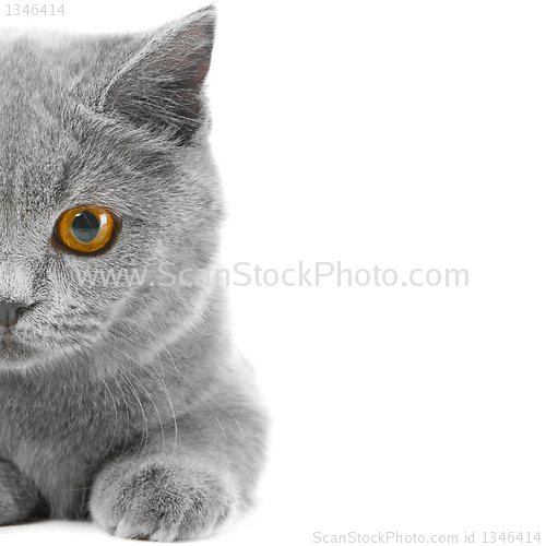 Image of Half of British Blue kitten