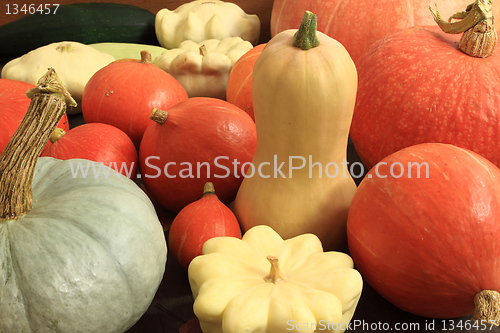 Image of Pumpkins.