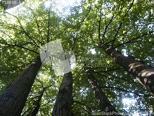 Image of Crones of trees