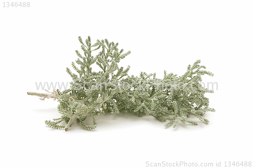 Image of thyme herb