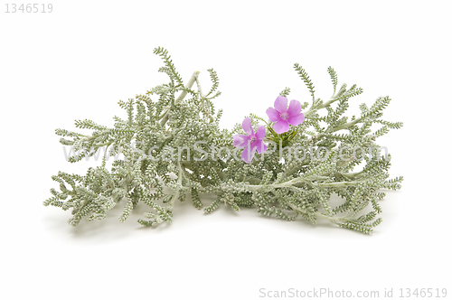 Image of thyme herb
