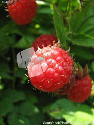 Image of raspberry