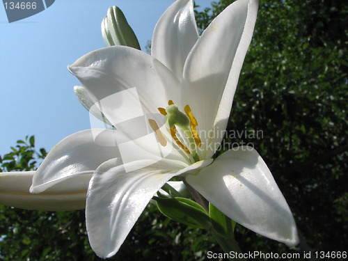 Image of lily