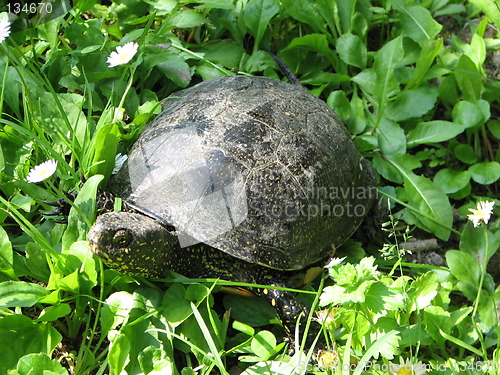 Image of turtle