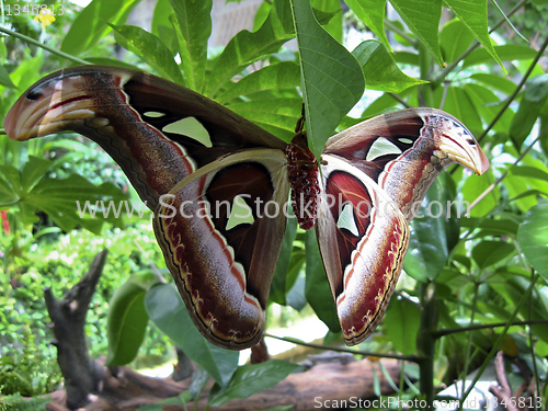 Image of Attacus Atlas Moth