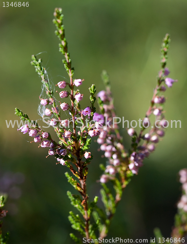 Image of heather (L. Calluna vulgaris)