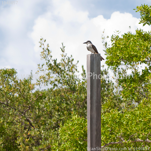 Image of Eastern Kingbird