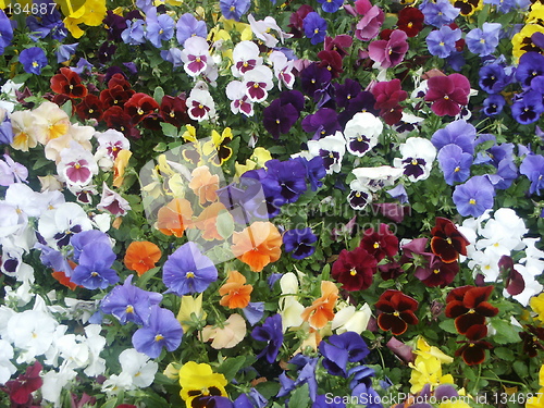 Image of Field of flowers