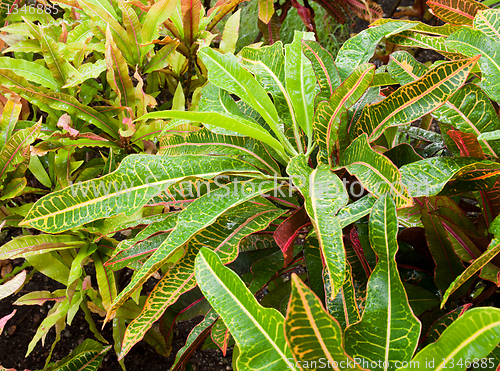 Image of Croton