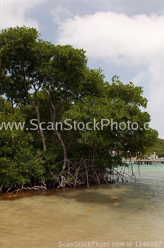 Image of Red mangrove