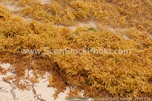 Image of Seaweed