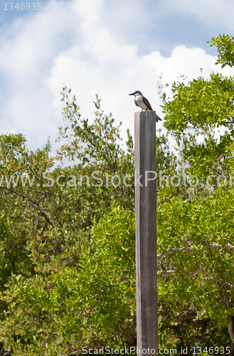 Image of Eastern Kingbird