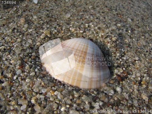Image of mussel