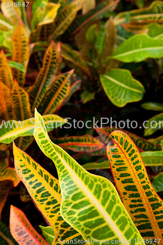 Image of Croton