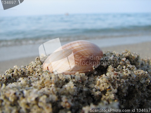 Image of mussel