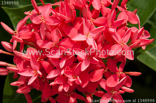 Image of Ixora