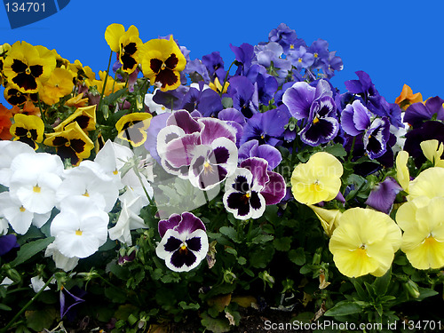 Image of Field of flowers