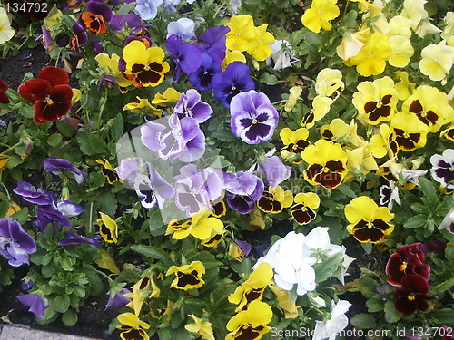 Image of Field of flowers